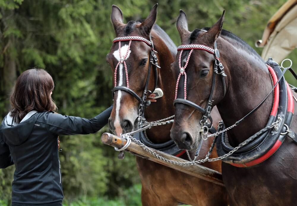 Naukowcy badają wysiłek koni z Morskiego Oka