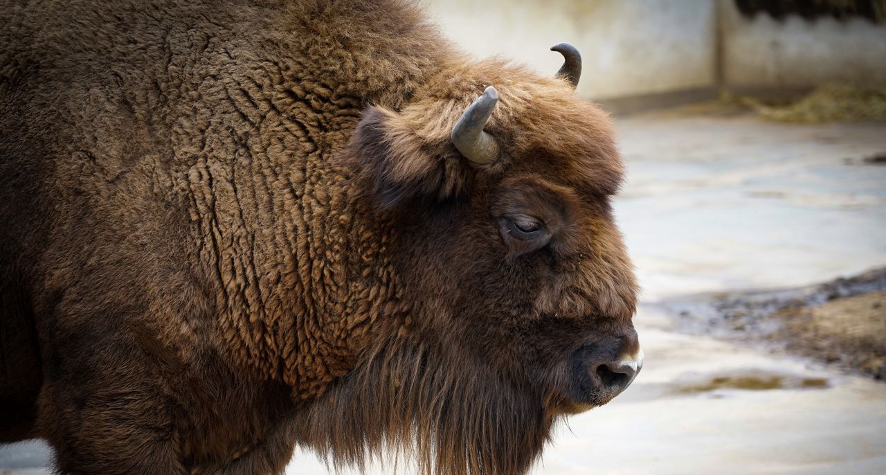 Łubowo: Żubr na polu biwakowym!