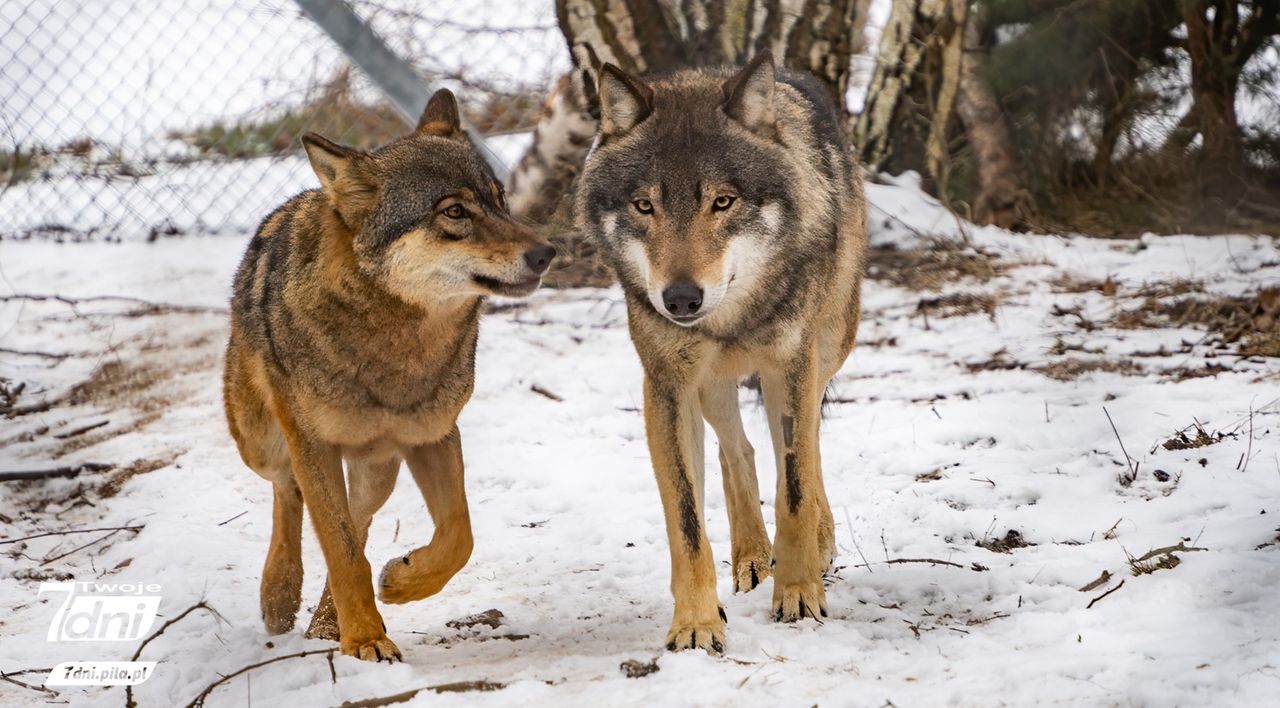 Luna, Kamots i Amarok - wilki z Wielkopolski zamieszkały w Dzikiej Zagrodzie w Jabłonowie