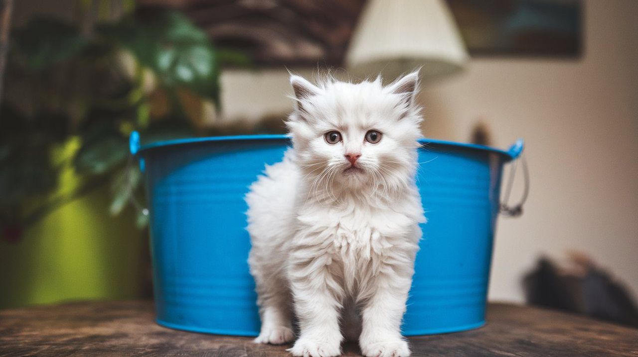 Dlaczego koty unikają kuwety? Rozwiązujemy zagadkę krok po kroku