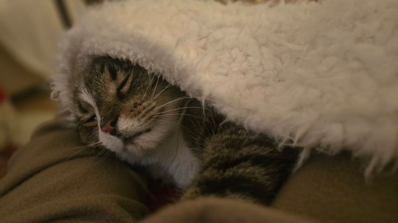 Czego boją się koty? 8 rzeczy, które go przerażają