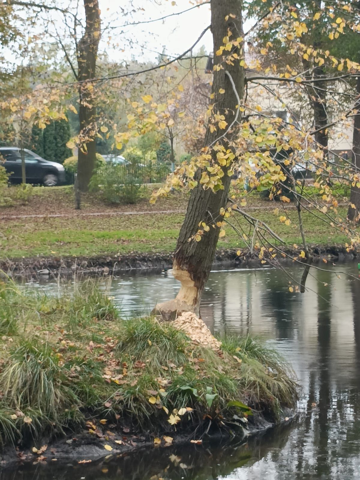 Urząd Gminy Nowy Duninów proponuje odstrzał bobrów?