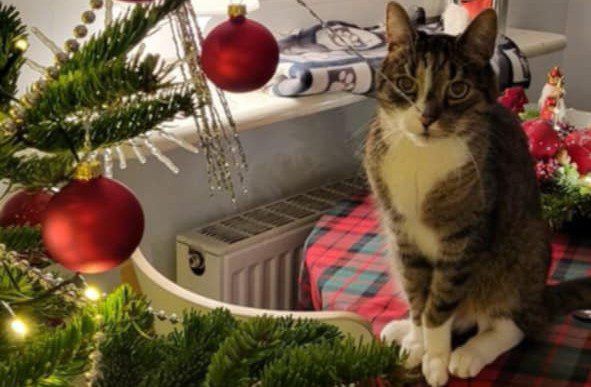 Kot i Boże Narodzenie. 5 świątecznych problemów i sposoby ich rozwiązania