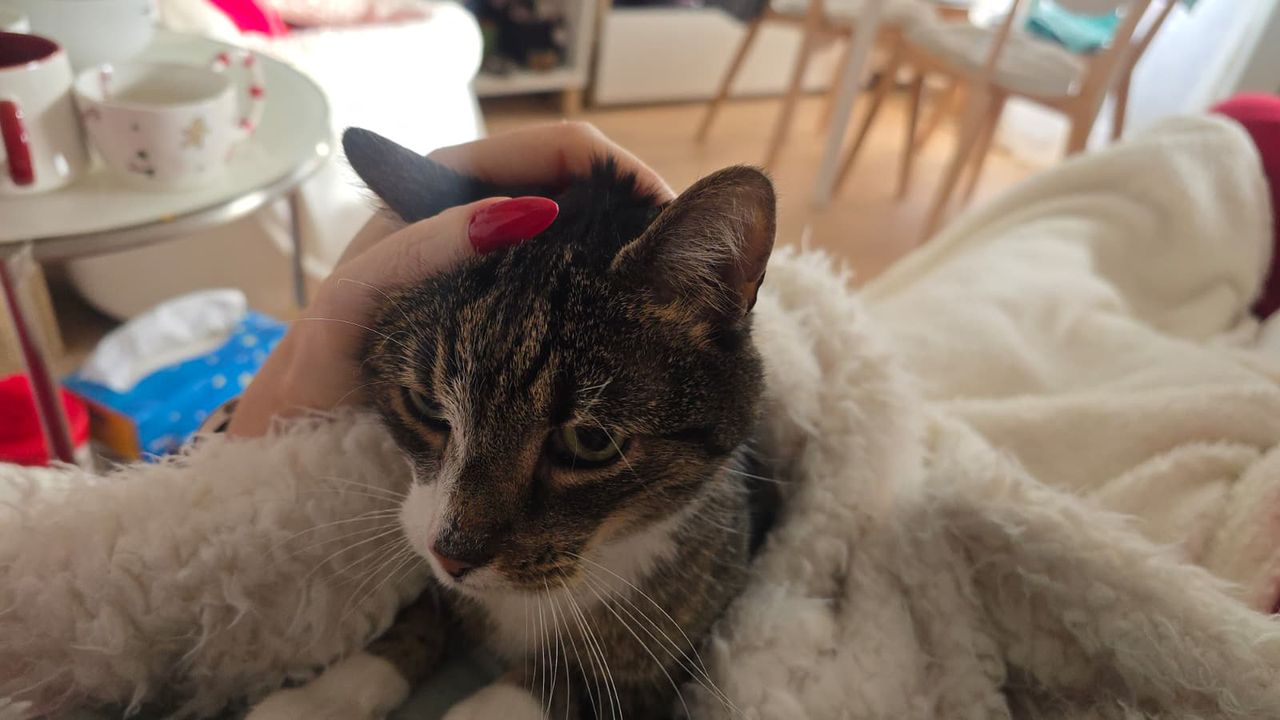 Kot wymiotuje po jedzeniu? 8 możliwych przyczyn, których nie możesz ignorować