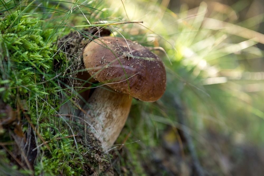 Sezon na grzyby rozpoczął się wcześniej niż zwykle