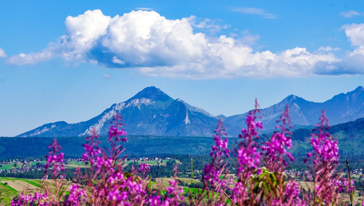 Wierzbówka kiprzyca – różowe cudo natury, które właśnie kwitnie na Podhalu!