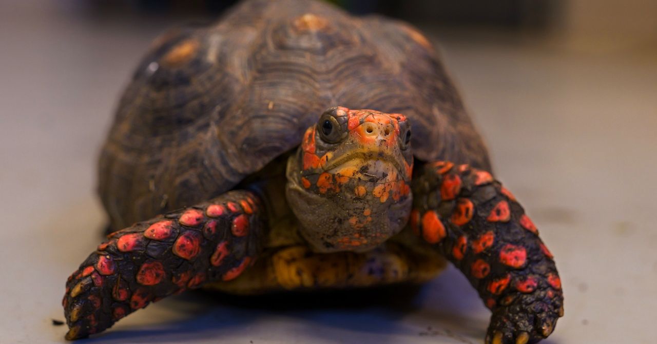 Wielkanocna niespodzianka: poznaj Plusika – najmłodszego bohatera tej wiosny