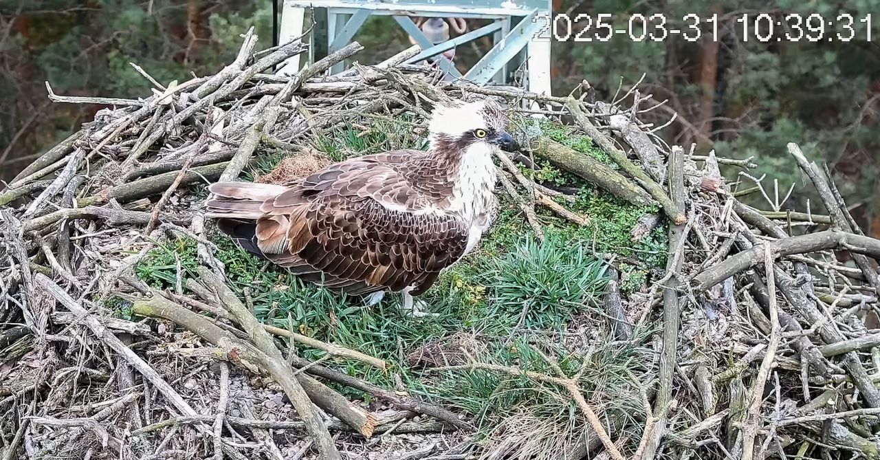 Wielka radość w Lipce! Pierwszy rybołów wrócił do gniazda