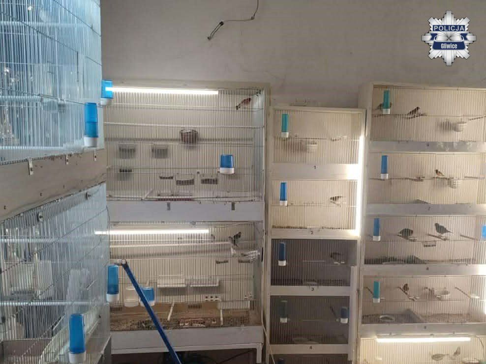 Nielegalna hodowla ptaków w mieszkaniu. Policja zabezpieczyła chronione gatunki