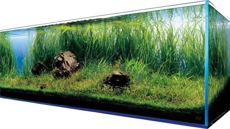 Kreowanie Podwodnego Świata w Domu