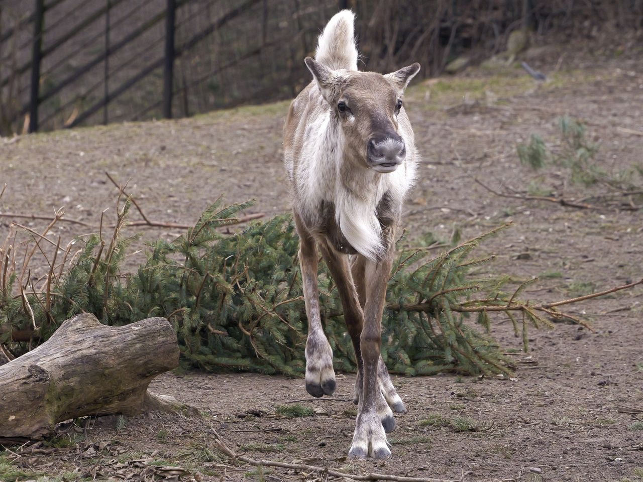 Nowy mieszkaniec w ZOO Płock prosto z północy - poznajcie Merkita, młodego renifera fińskiego!
