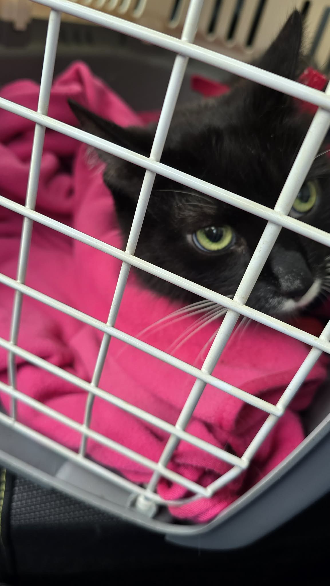 Strach przed weterynarzem. Jak przygotować kota na wizytę w gabinecie?