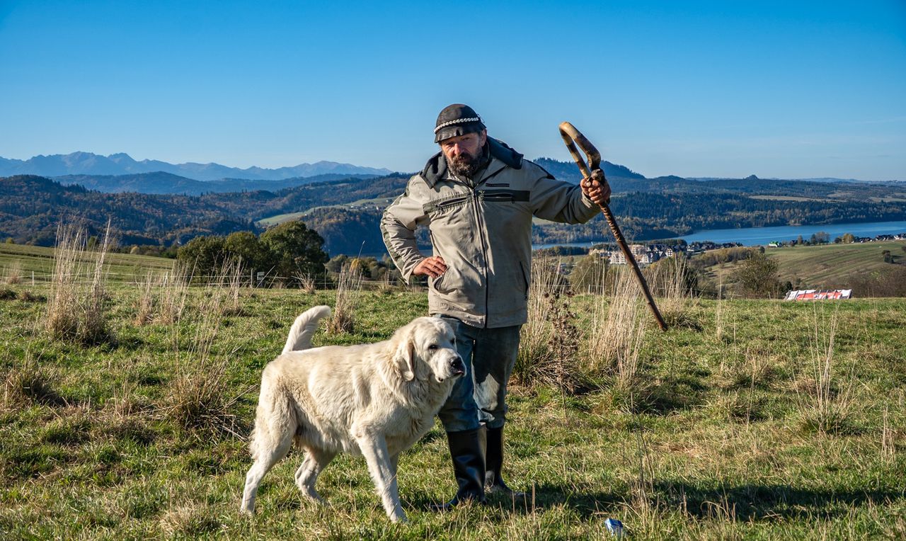 Ciężka praca juhasa - doi owce i pracuje od świtu do nocy