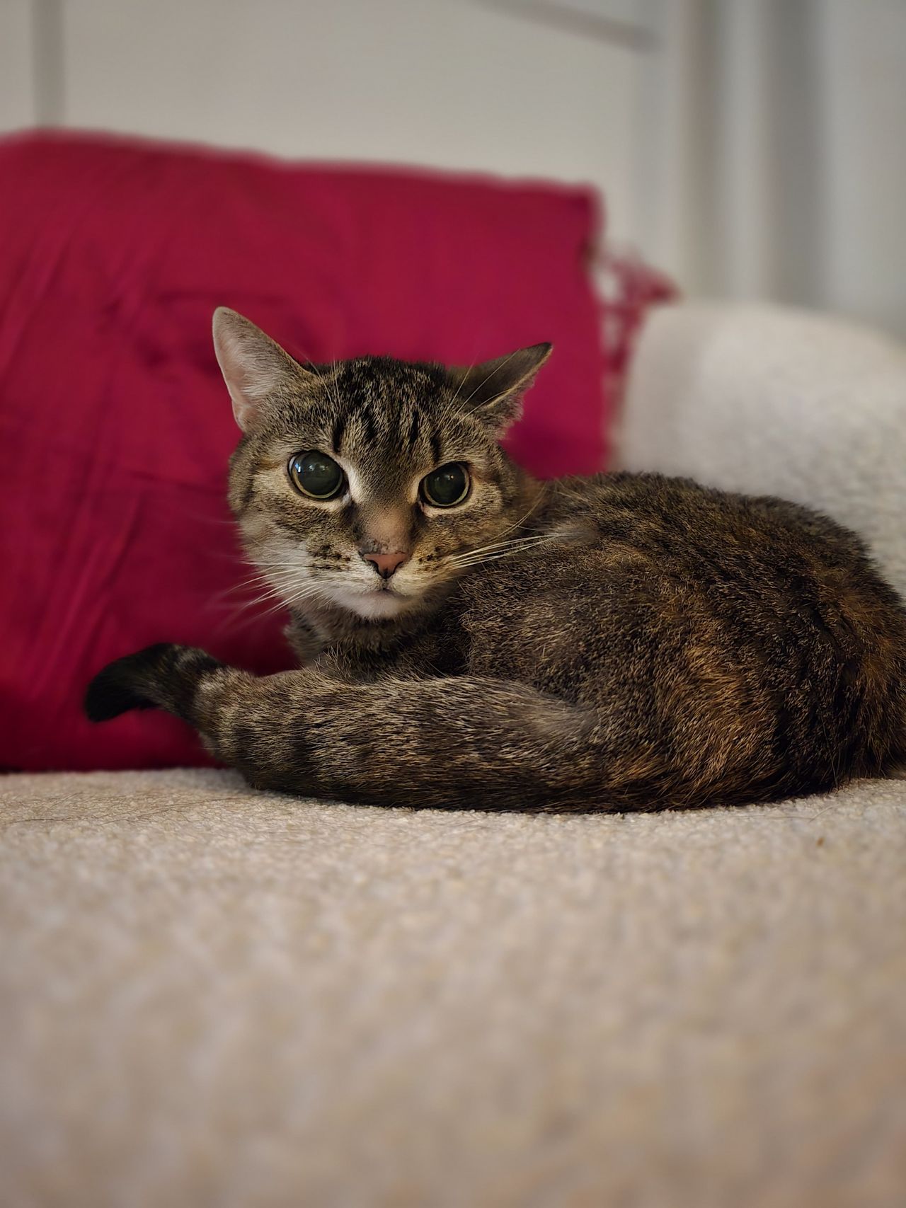 Światowy Dzień Kota – 17 lutego. Święto, które kocha cały futrzasty świat