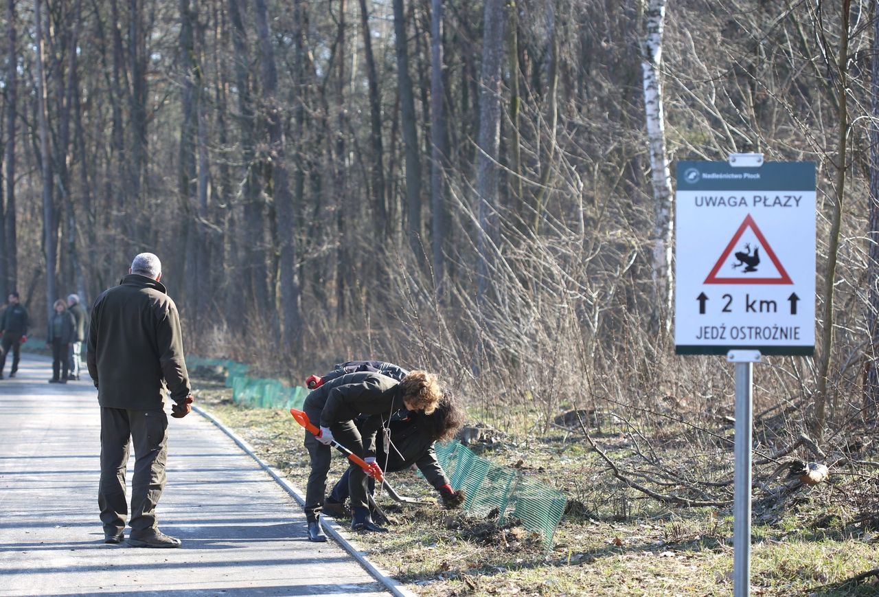 Ochrona płazów w Leśnictwie Brwilno. Leśnicy ustawili specjalne siatki przy drogach!