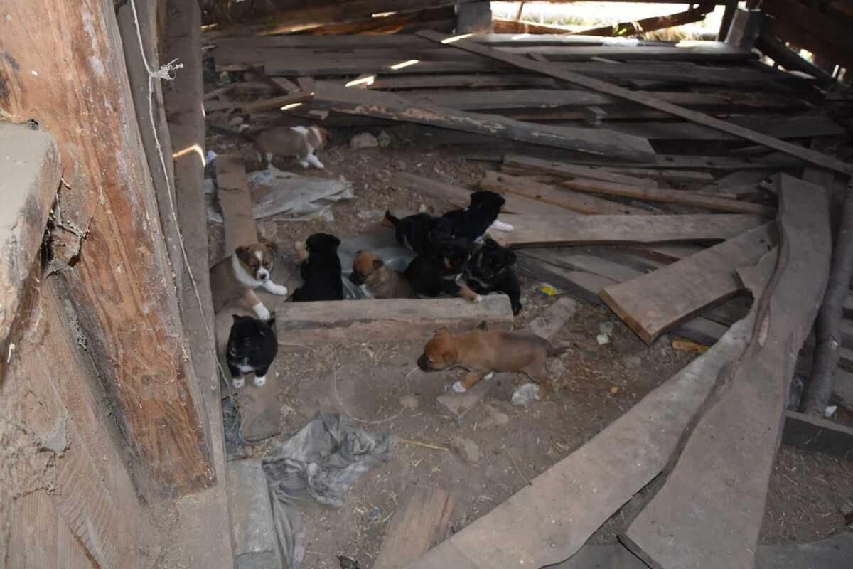 "18 psów w koszmarnych warunkach i nielegalna broń". 59-latek z Opolszczyzny usłyszał trzy poważne zarzuty