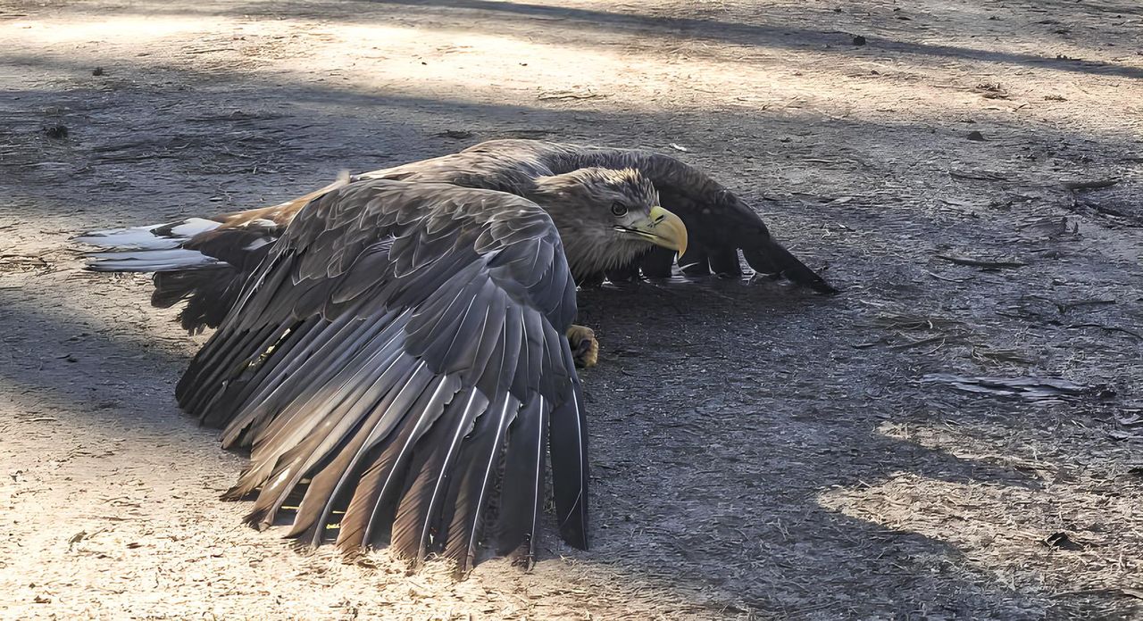 Bielik w potrzebie! Leśnicy z Jastrowia ruszyli na ratunek
