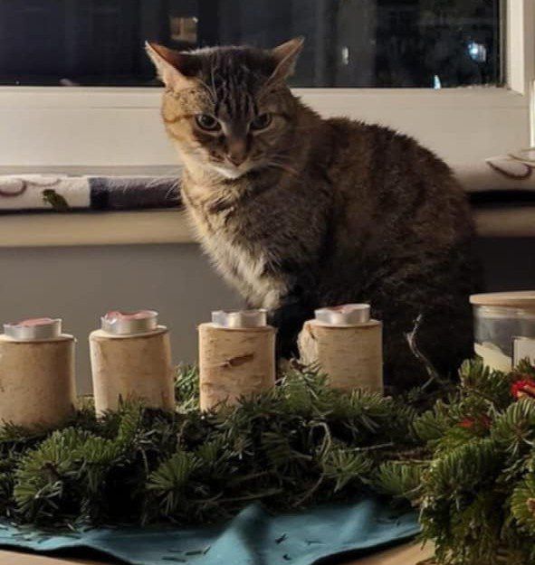 Świąteczne potrawy bezpieczne dla kotów. Sprawdzone przez weterynarza!