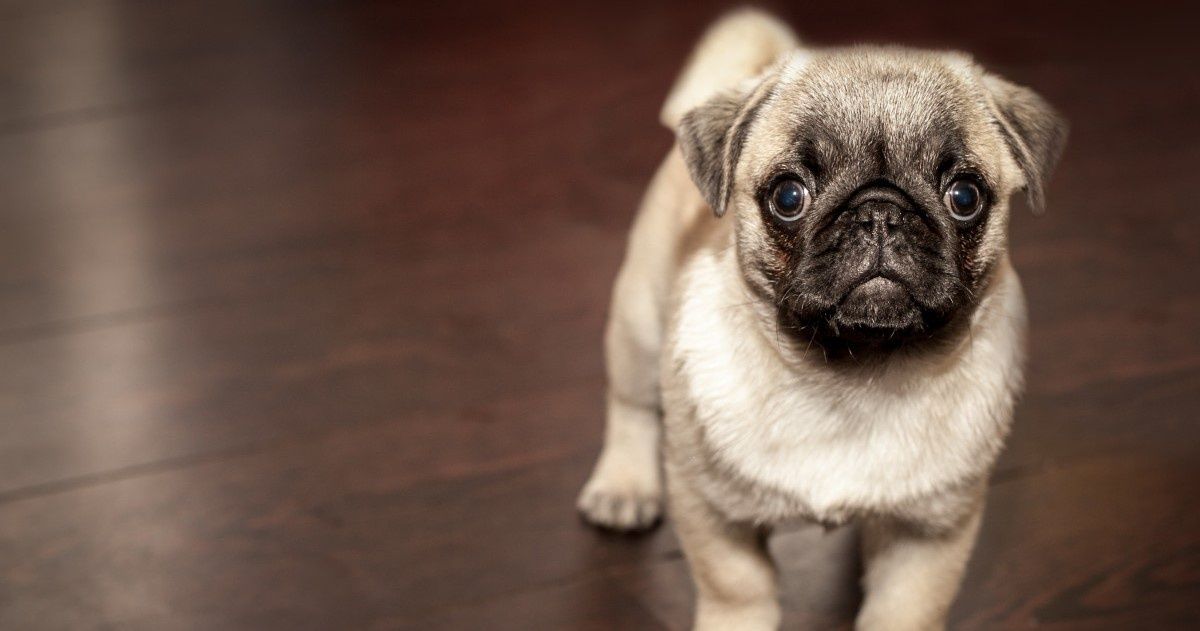 Krótka historia psów. Jak wilk wybrał człowieka?