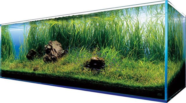 "Mikrokosmos w Twoim Domu: Czaru Akwarium"