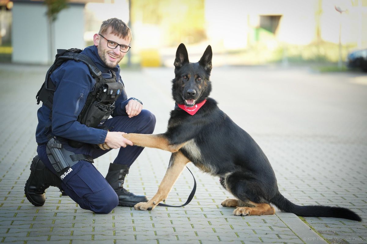 Niko – pies policyjny z Piły oddał krew, by ratować innego psa