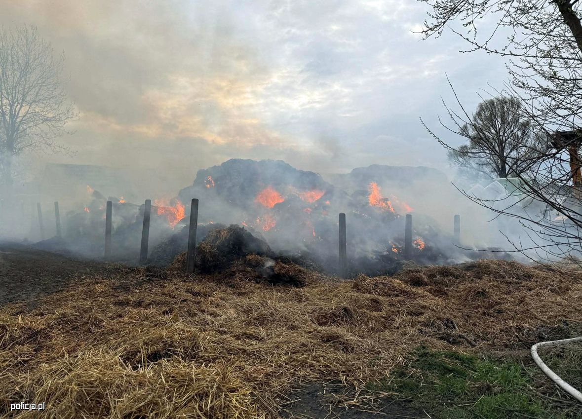 Seria podpaleń słomy rozwiązana. Trop psa doprowadził policję prosto do sprawców