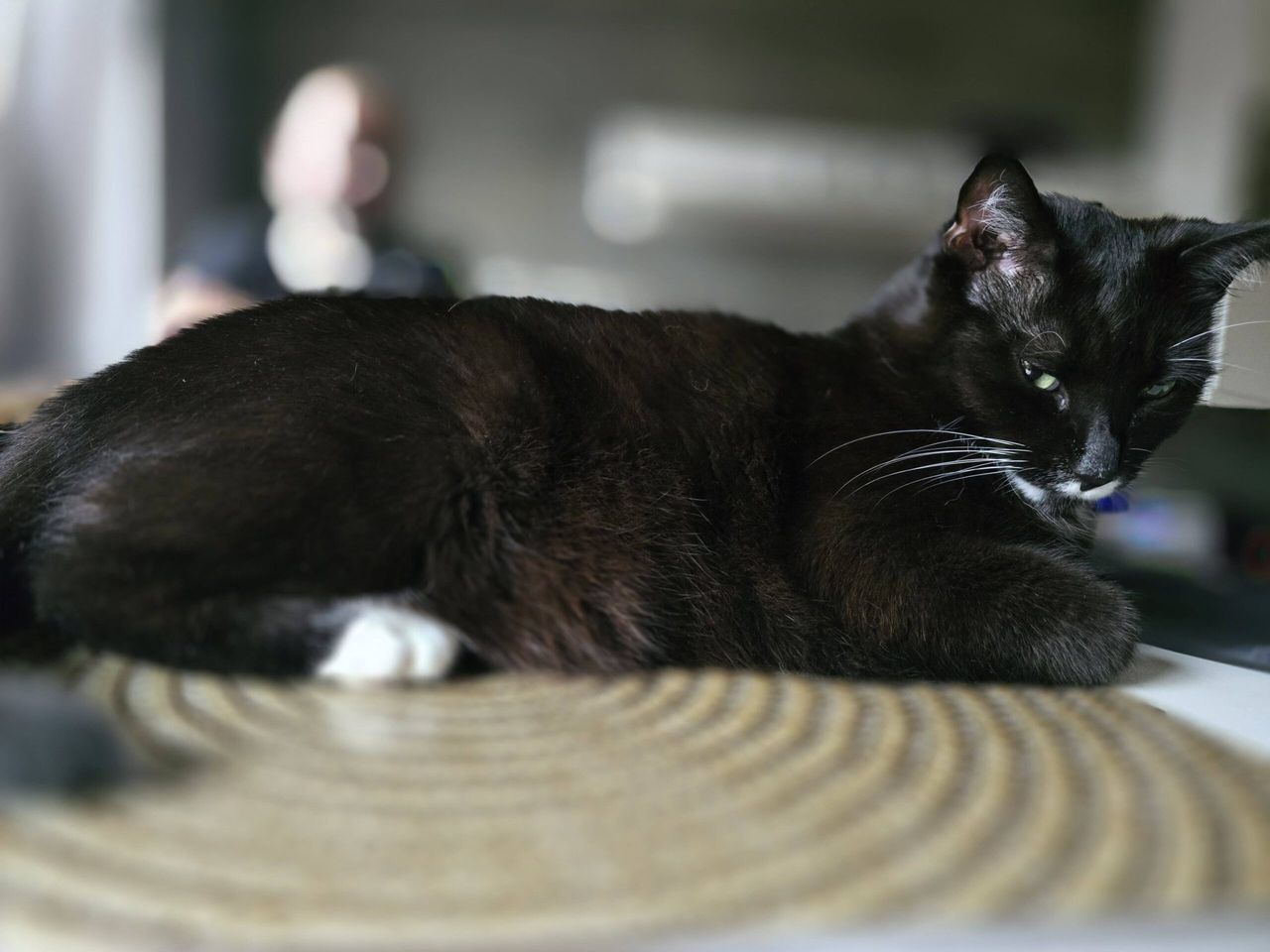 Co naprawdę kryje się w kociej karmie? Triki producentów ujawnione