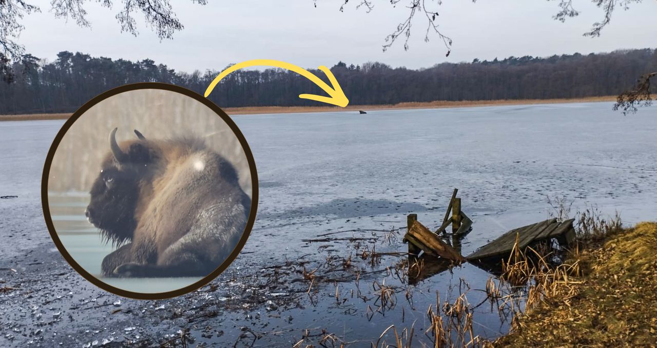 Strażacy uratowali żubra, który utknął na zamarzniętym jeziorze