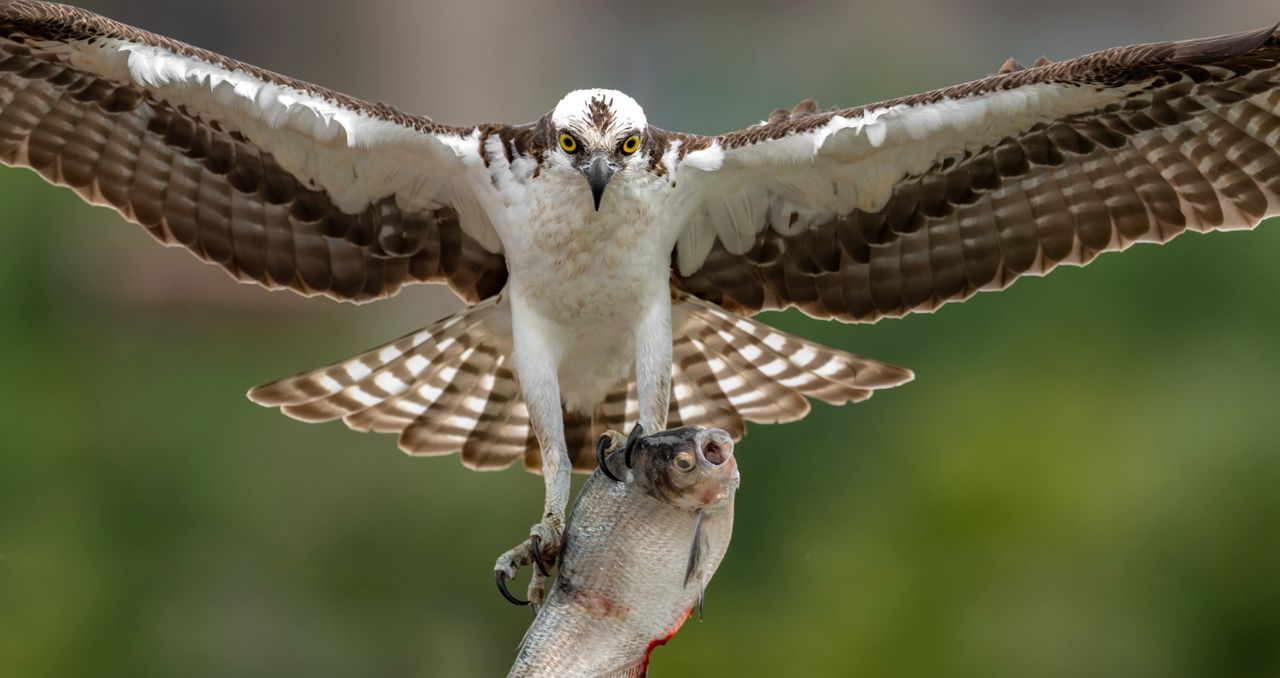 Rybołowy z Lipki wróciły. Leśny spektakl znów trwa