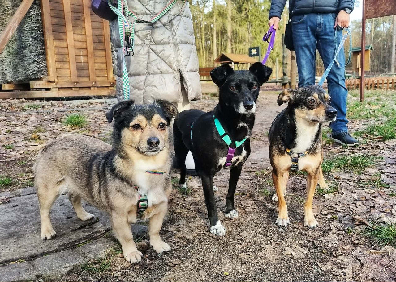 Karma wraca - 5 ton dla toruńskiego schroniska dzięki głosom mieszkańców!