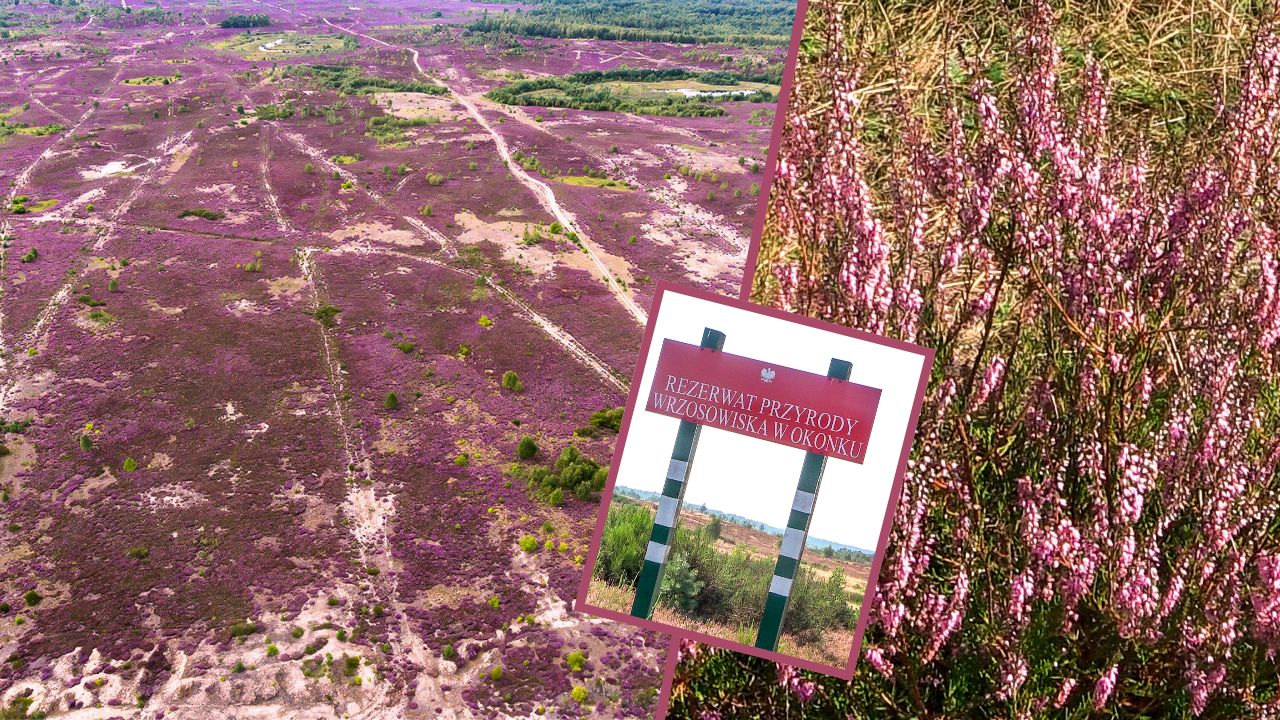 Tu jest jak w bajce! Wrzosowiska Okoneckie