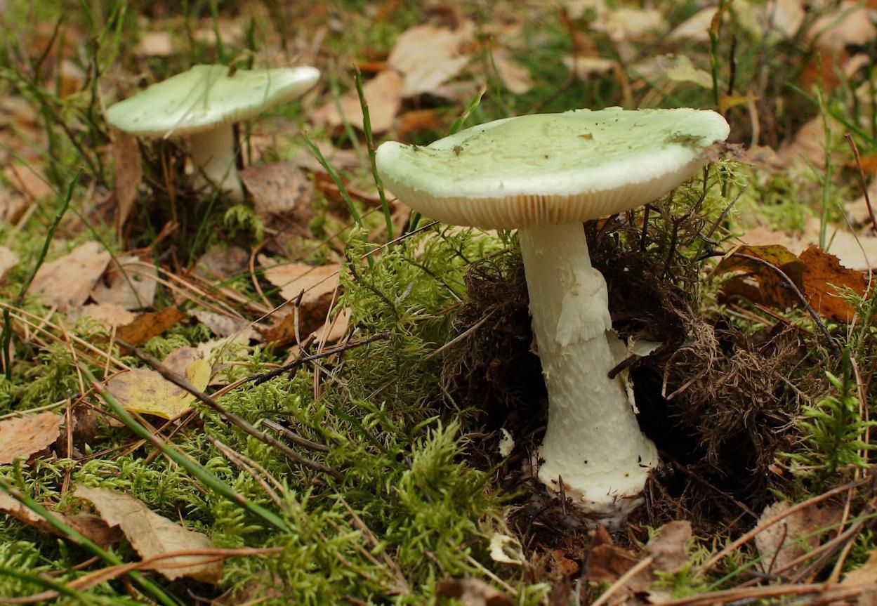 Muchomor sromotnikowy odpowiada za 90 proc. śmiertelnych zatruć; wystarczy jeden, by umrzeć