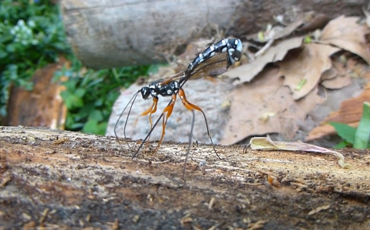 Horntail wasp wins 'Insect of the Year' for saving forests