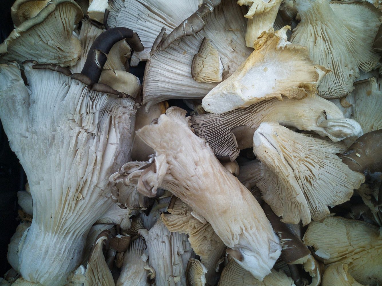King oyster mushrooms the versatile food lowering bad cholesterol and