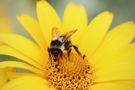 Mleczko pszczele - skład, właściwości, zastosowanie u dzieci