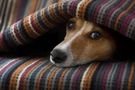 Padaczka u psa: objawy i leczenie