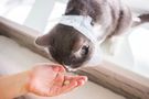 Świerzb u kota - drżążący, uszny, objawy, leczenie