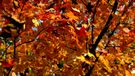 Jesienna łamigłówka. Znajdź słońce wśród liści (WIDEO)