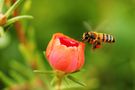 Pszczoła - gatunki, życie pszczół, miód, użądlenie, masowe ginięcie