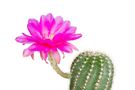 Kaktus - charakterystyka, odmiany, zasady pielęgnacji, właściwości, zastosowanie