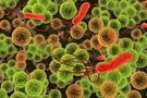 "Koszmarna bakteria" jest odporna na antybiotyki i szybko się rozprzestrzenia