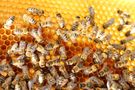Wielkie Święto Pszczół! Dlaczego są takie ważne? Jaki miód wybrać, by był najzdrowszy?