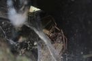 Pająki w Polsce - czy mogą być niebezpieczne dla człowieka? Przegląd najpopularniejszych gatunków pająków