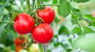 Z czym nie łączyć pomidorów? Likopen zawarty w pomidorach chroni przed rakiem. Pomidorów nie łączy się z produktami bogatymi w żelazo