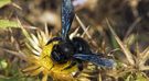 Czarna pszczoła znów w Polsce. Jest groźna? Użądlenie jest bolesne, choć niezwykle rzadkie
