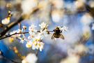Kalendarz pylenia roślin - dla alergików. Jakie rośliny uczulają? Jak walczyć z alergią?