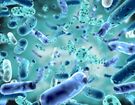 Bifidobacterium - właściwości, rodzaje i działanie
