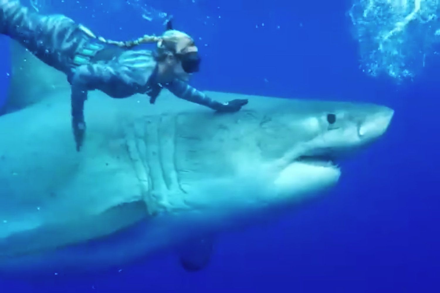 Największy na świecie żarłacz biały ma 50 lat, 7 metrów i waży 2,5 ...
