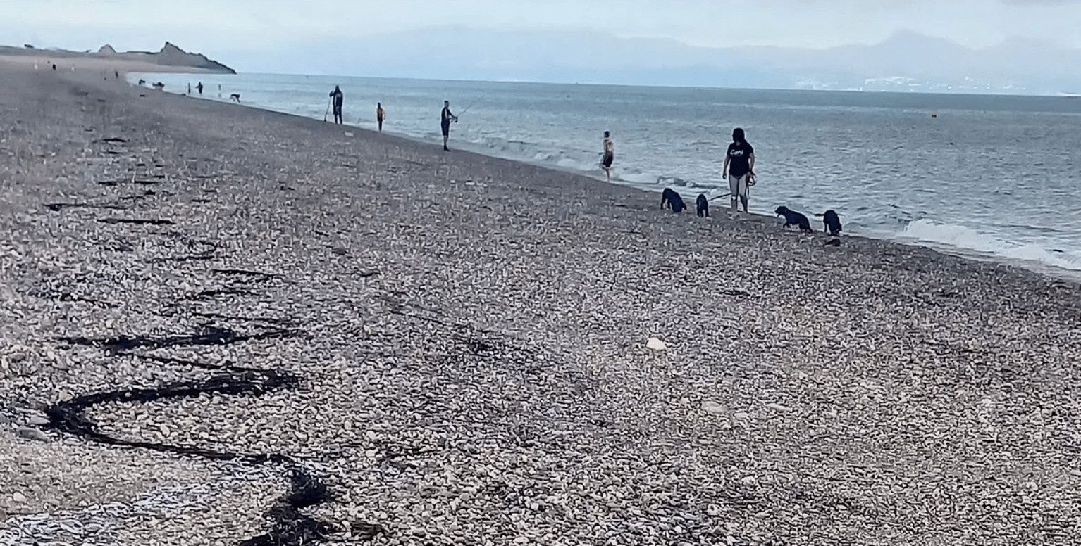 Miliony ryb nagle wyskoczyły z wody. Plaży niemal nie było widać