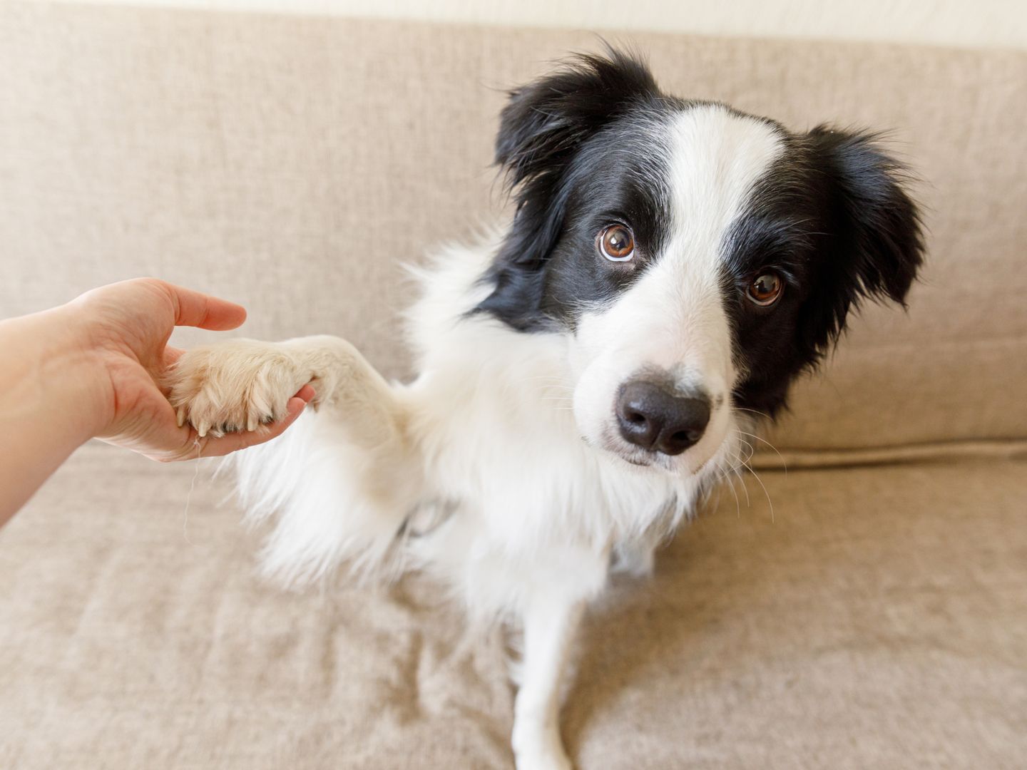 Dog gives you his paw by himself? He wants to say something important